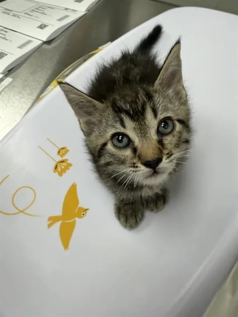 A baby small-sized female Domestic Short Hair cat named Gilligaw for adoption in Ontario, CA