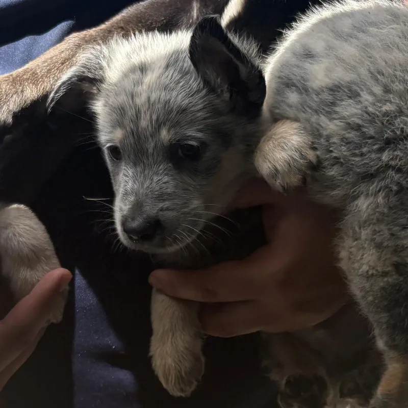 A baby medium-sized female Black Mixed Breed dog named Lola for adoption in Austin, TX