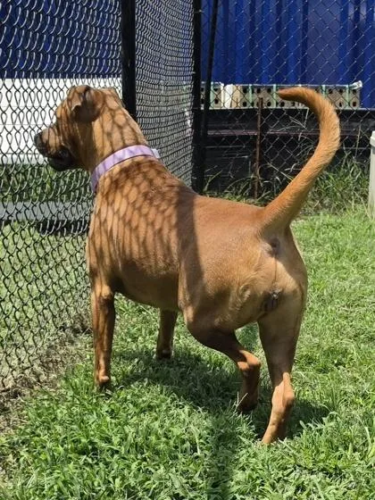 A young large-sized female Pit Bull Terrier dog named Candy for adoption in Conway, SC