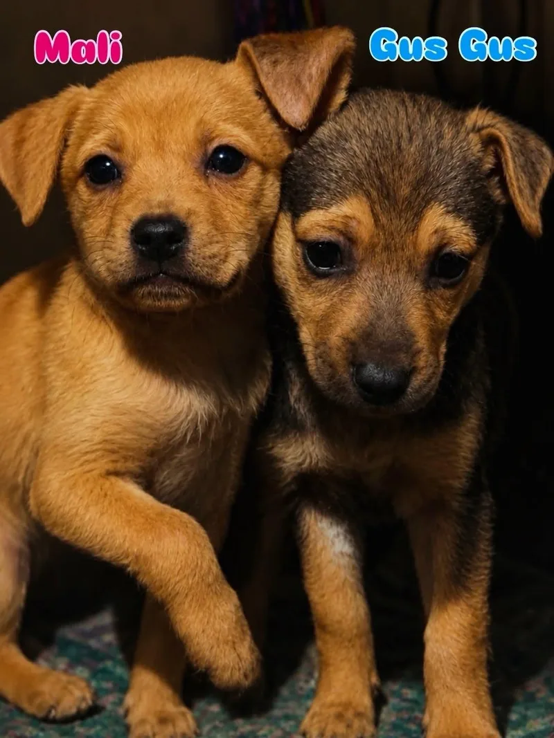 A baby small-sized female Mixed Breed dog named Mali for adoption in Rock Hill, NY