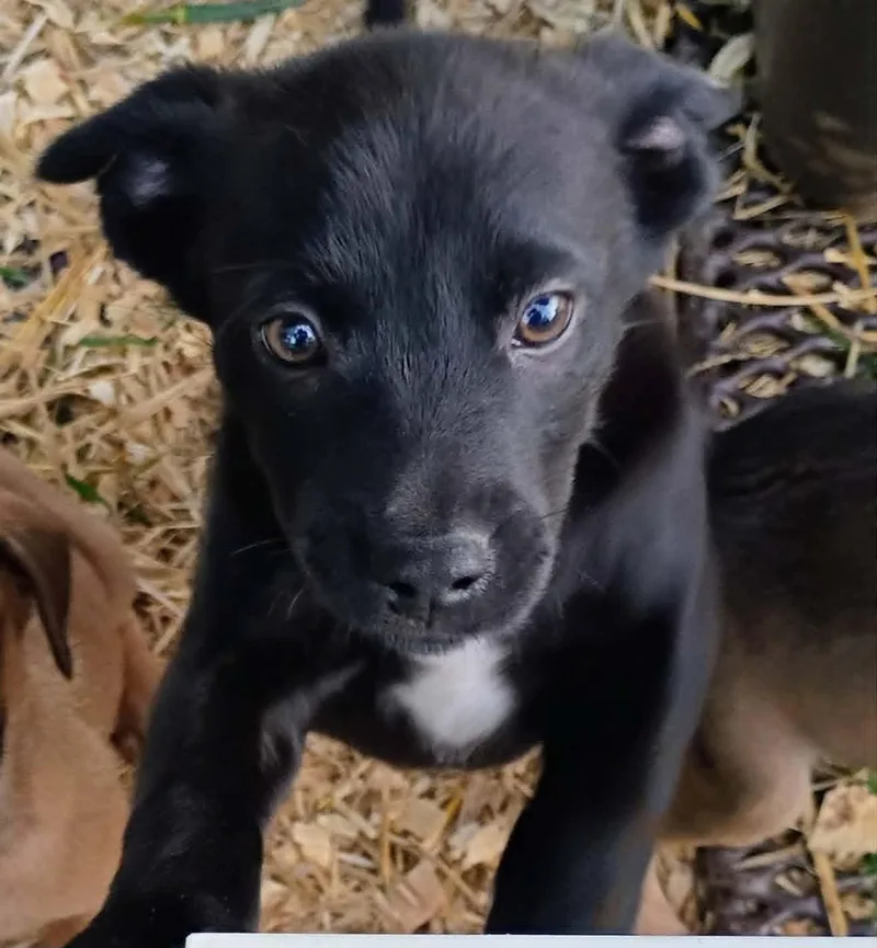 A young medium-sized male Black Labrador Retriever dog named Bobby for adoption in Fort Payne, AL