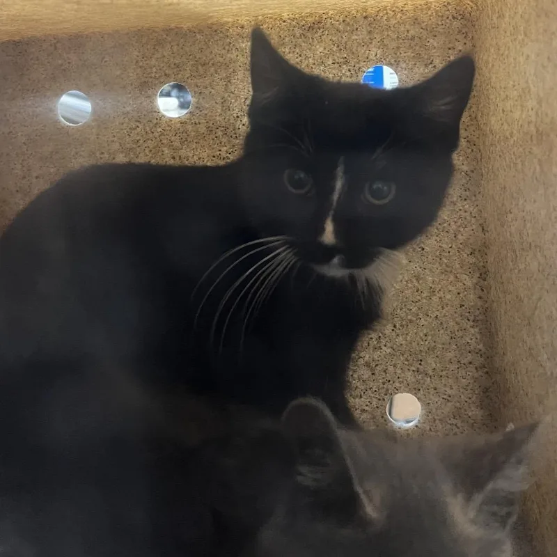 A baby small-sized female Black Domestic Medium Hair cat named Bon Bon for adoption in Philadelphia, PA