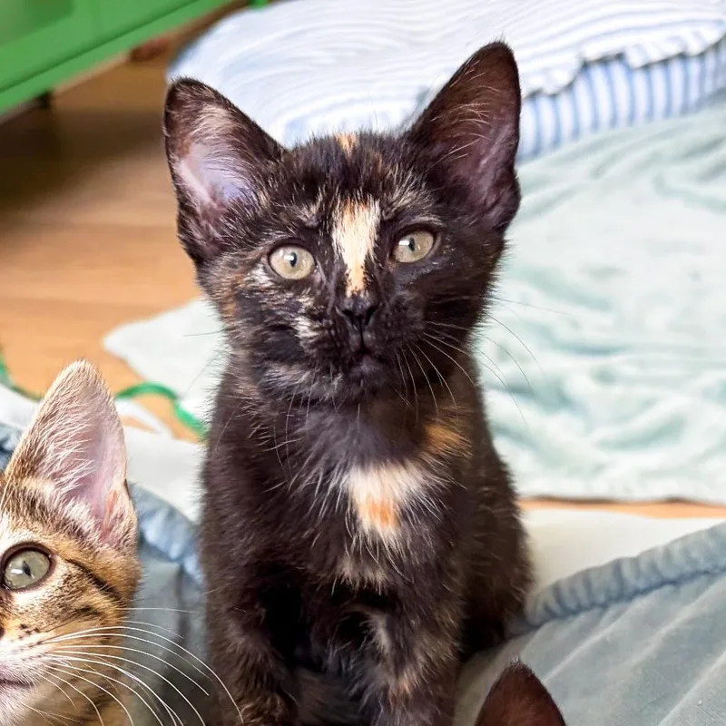 A baby small-sized female Black Domestic Short Hair cat named Pineapple for adoption in San Diego, CA