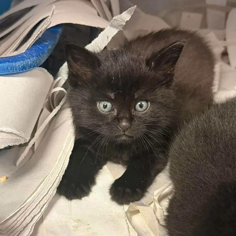 A baby small-sized female Black Domestic Short Hair cat named Creek Siblings: Evelyn for adoption in Washington, DC