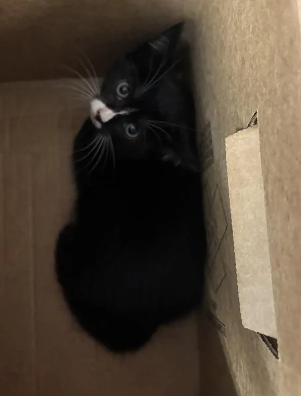 A baby small-sized female Domestic Short Hair cat named Swiss for adoption in New York, NY