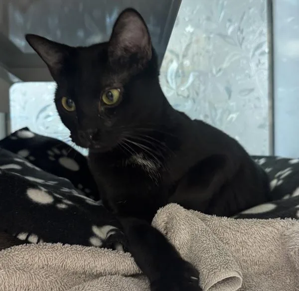 A young small-sized female Domestic Short Hair cat named Chara for adoption in Escondido, CA