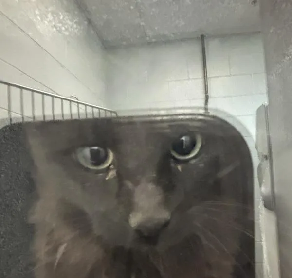 A young small-sized female Domestic Medium Hair cat named Zenitsu for adoption in Golden, CO