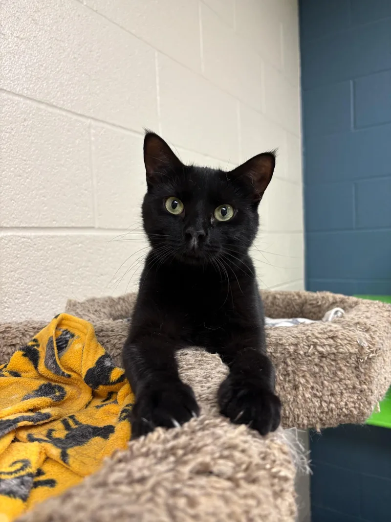An adult medium-sized female Black Domestic Short Hair cat named Aurora for adoption in Valparaiso, IN