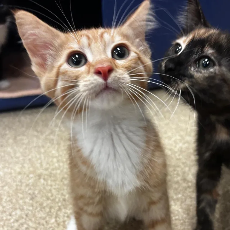A baby small-sized male Orange / Red Domestic Short Hair cat named Garfield for adoption in Bristol, IN