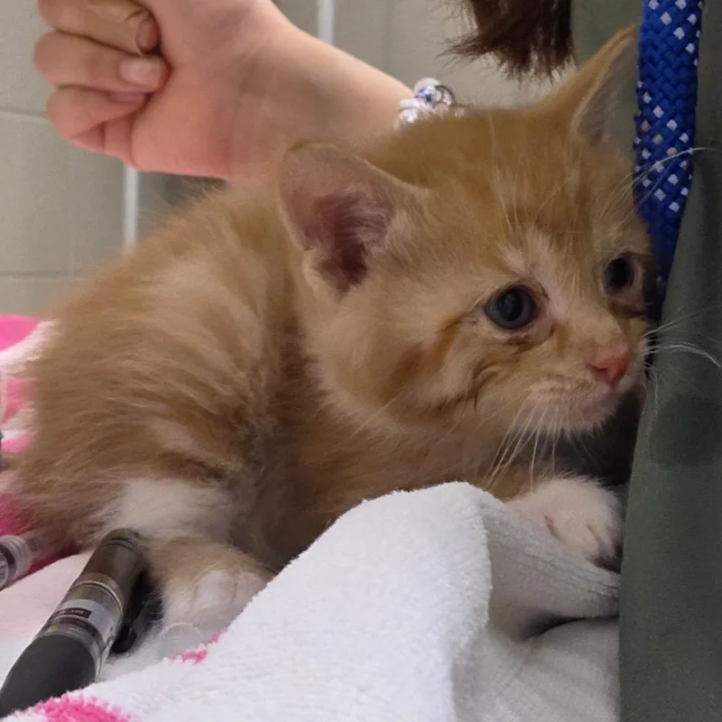 Garfield thumbnail 2