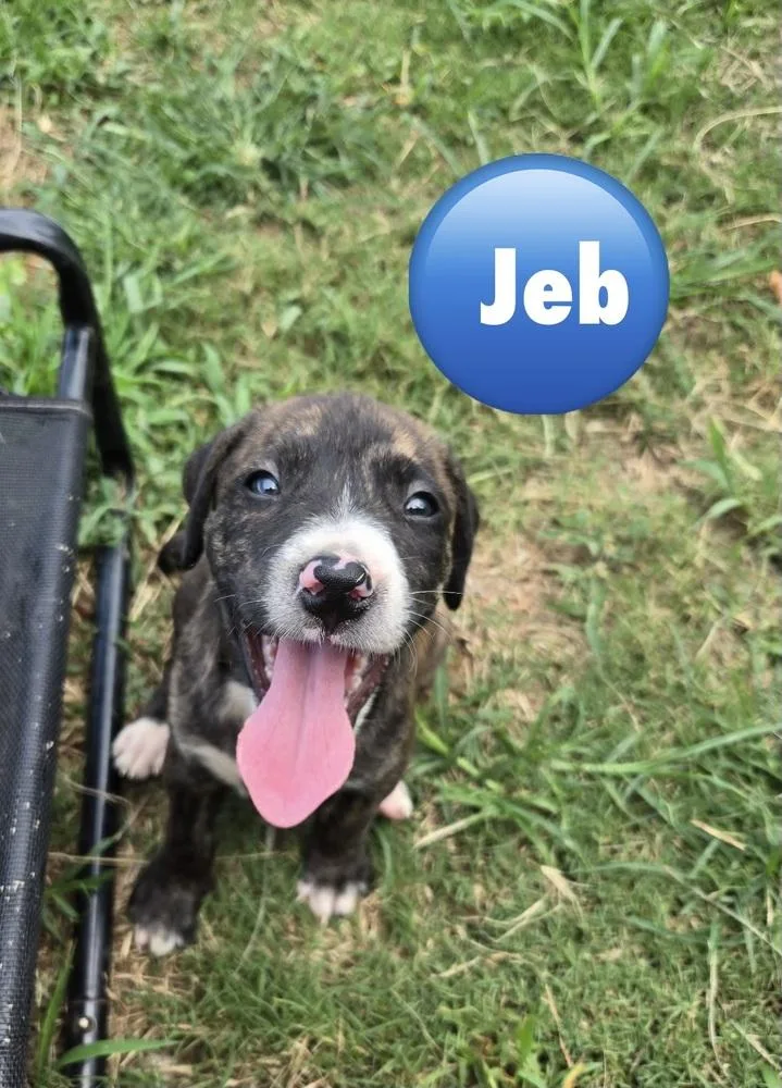 A baby medium-sized male Tricolor (Brown, Black, & White) Pit Bull Terrier dog named Jeb for adoption in Wenonah, NJ