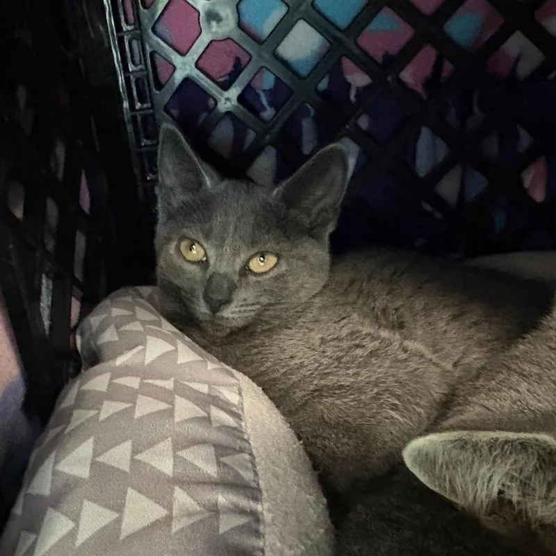 A baby small-sized female Gray / Blue / Silver Domestic Short Hair cat named Kelsey for adoption in Brockton, MA