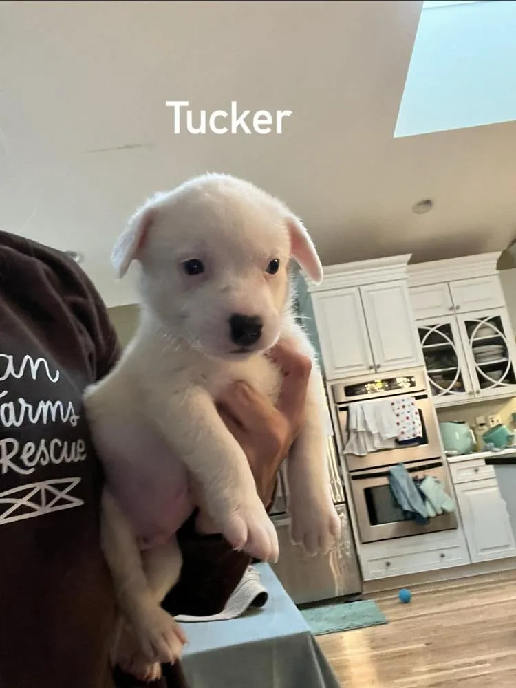 A baby medium-sized male White / Cream Australian Cattle Dog / Blue Heeler dog named Tucker for adoption in Peoria, IL