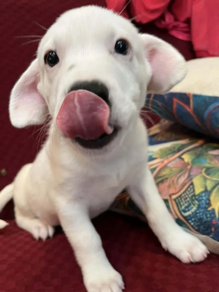 Tucker thumbnail 2
