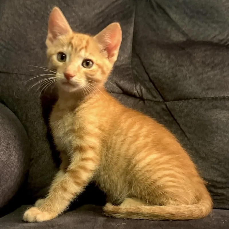 Cheezit