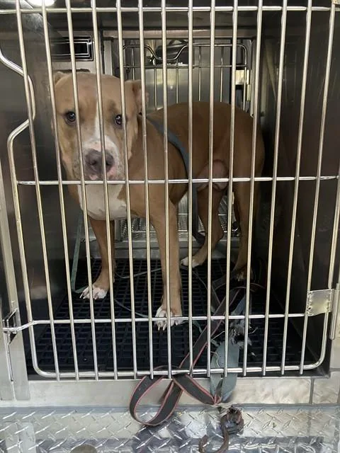 An adult large-sized female Mixed Breed dog named Mercedes for adoption in Dallas, TX
