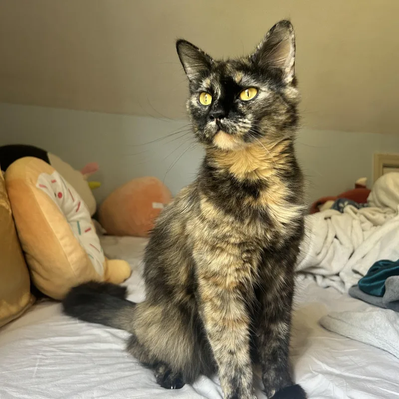 An adult medium-sized female Tortoiseshell cat named Missie for adoption in Melrose, MA