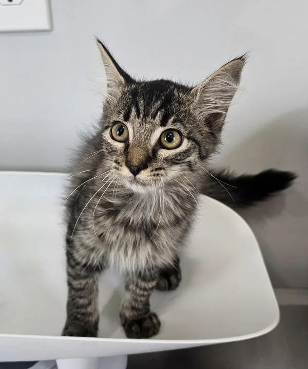 A baby medium-sized female Domestic Medium Hair cat named Poppy for adoption in Cleveland, TN