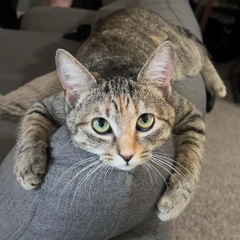 A young small-sized female Brown / Chocolate American Shorthair cat named Gingerbread for adoption in Raleigh, NC
