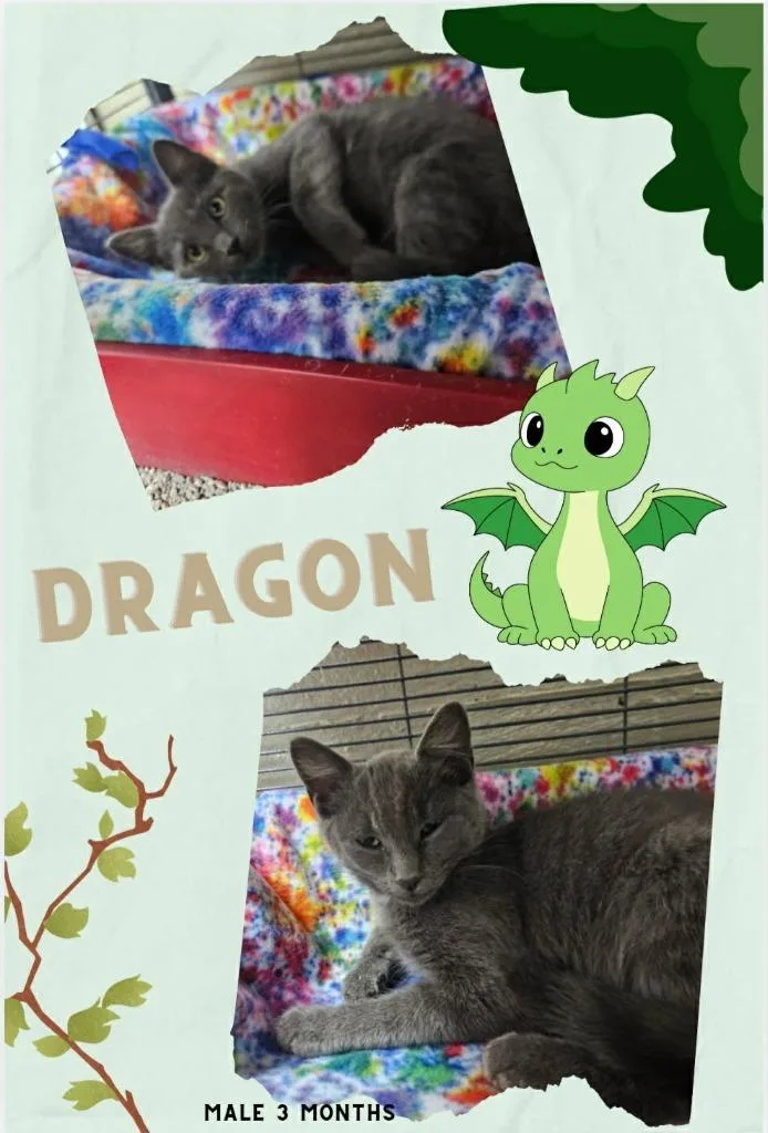 A baby small-sized male Domestic Short Hair cat named Dragon for adoption in Blountville, TN