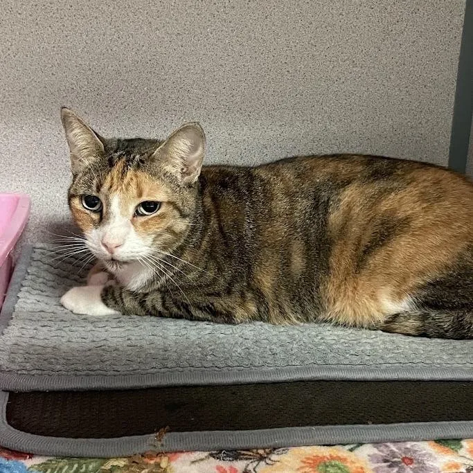An adult medium-sized female Calico Domestic Short Hair cat named Luna for adoption in Port Charlotte, FL