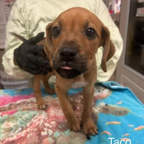 A baby medium-sized male Brown / Chocolate Mixed Breed dog named Taco for adoption in Knoxville, TN