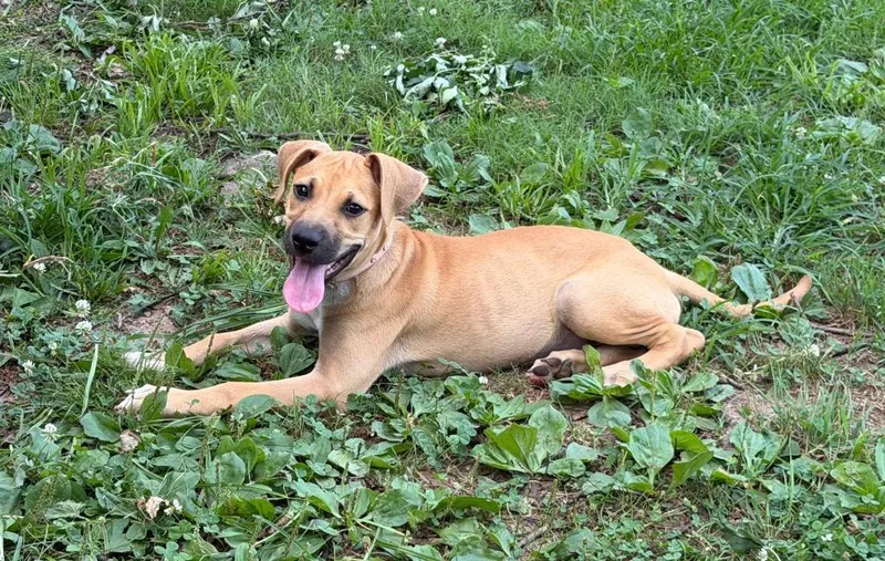 A baby medium-sized female Labrador Retriever dog named Ariel for adoption in Claremore, OK