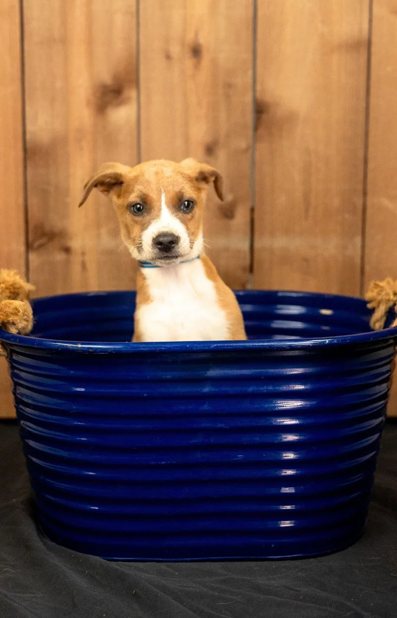A baby medium-sized female Shepherd dog named 693-26 for adoption in Brighton, CO