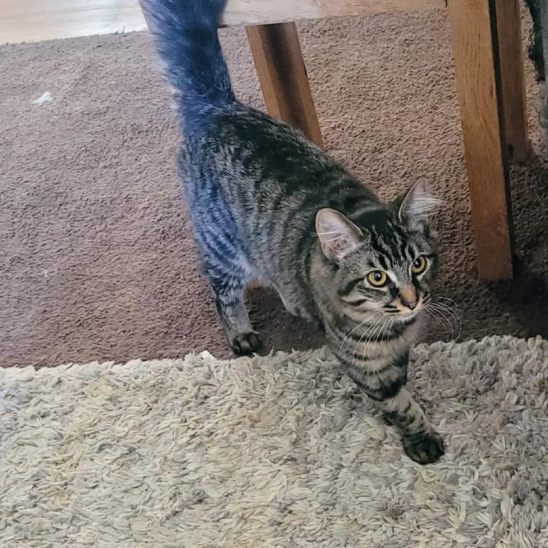 An adult small-sized female Torbie Domestic Short Hair cat named Trix for adoption in Carlin, NV