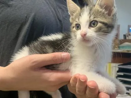 A baby small-sized female Domestic Short Hair cat named Scottie for adoption in Pequot Lakes, MN