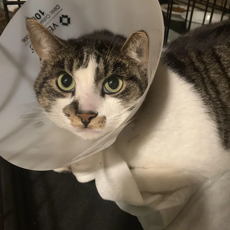 A young large-sized male White Domestic Short Hair cat named Lester for adoption in Buffalo, NY