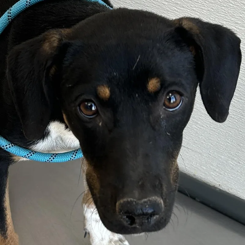 An adult medium-sized female Black Mixed Breed dog named Tess for adoption in Las Cruces, NM