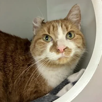 An adult small-sized female Domestic Short Hair cat named Shiloh for adoption in Wheaton, IL