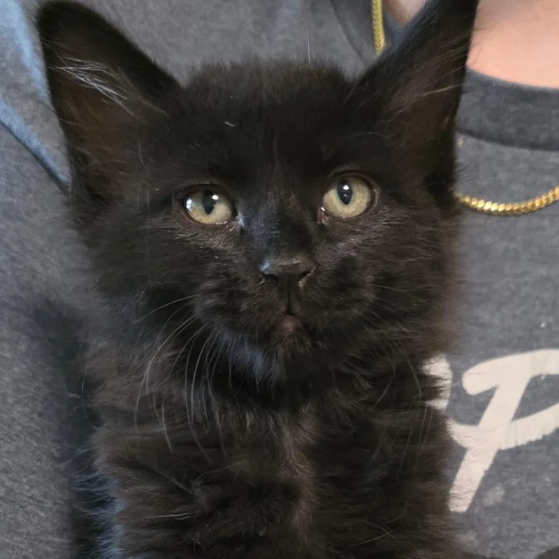A baby medium-sized female Black Domestic Short Hair cat named Inky for adoption in Wiggins, MS
