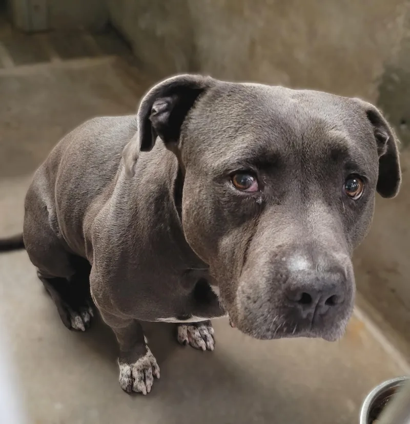 An adult large-sized male Pit Bull Terrier dog named Mac for adoption in Van Nuys, CA