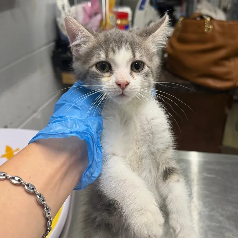 A baby small-sized female Gray / Blue / Silver Domestic Short Hair cat named Cherry for adoption in Summerville, SC