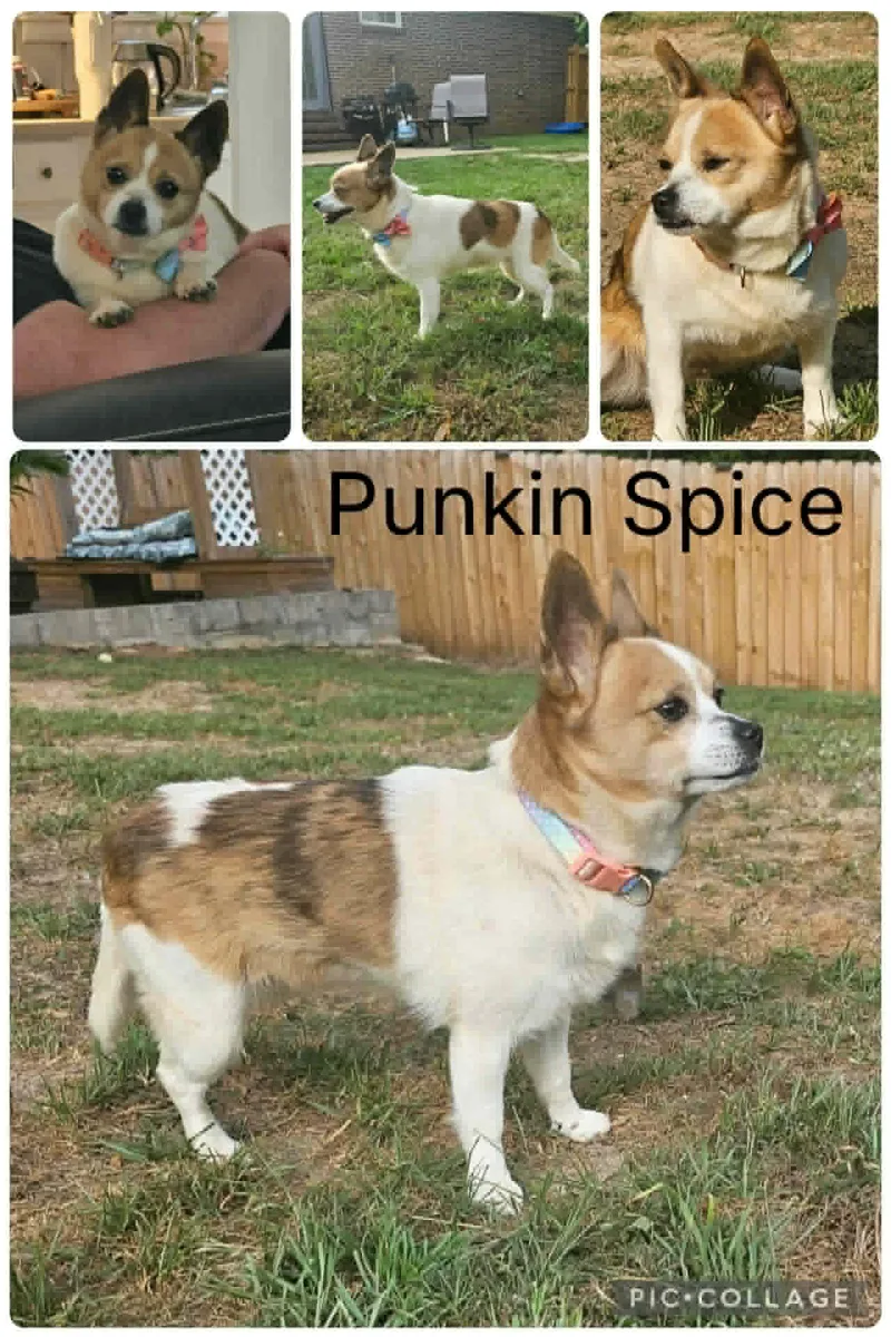 An adult small-sized female Golden Chihuahua dog named Punkin Spice for adoption in Enterprise, AL