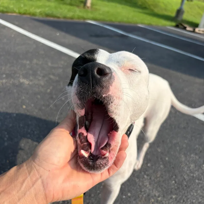Ori