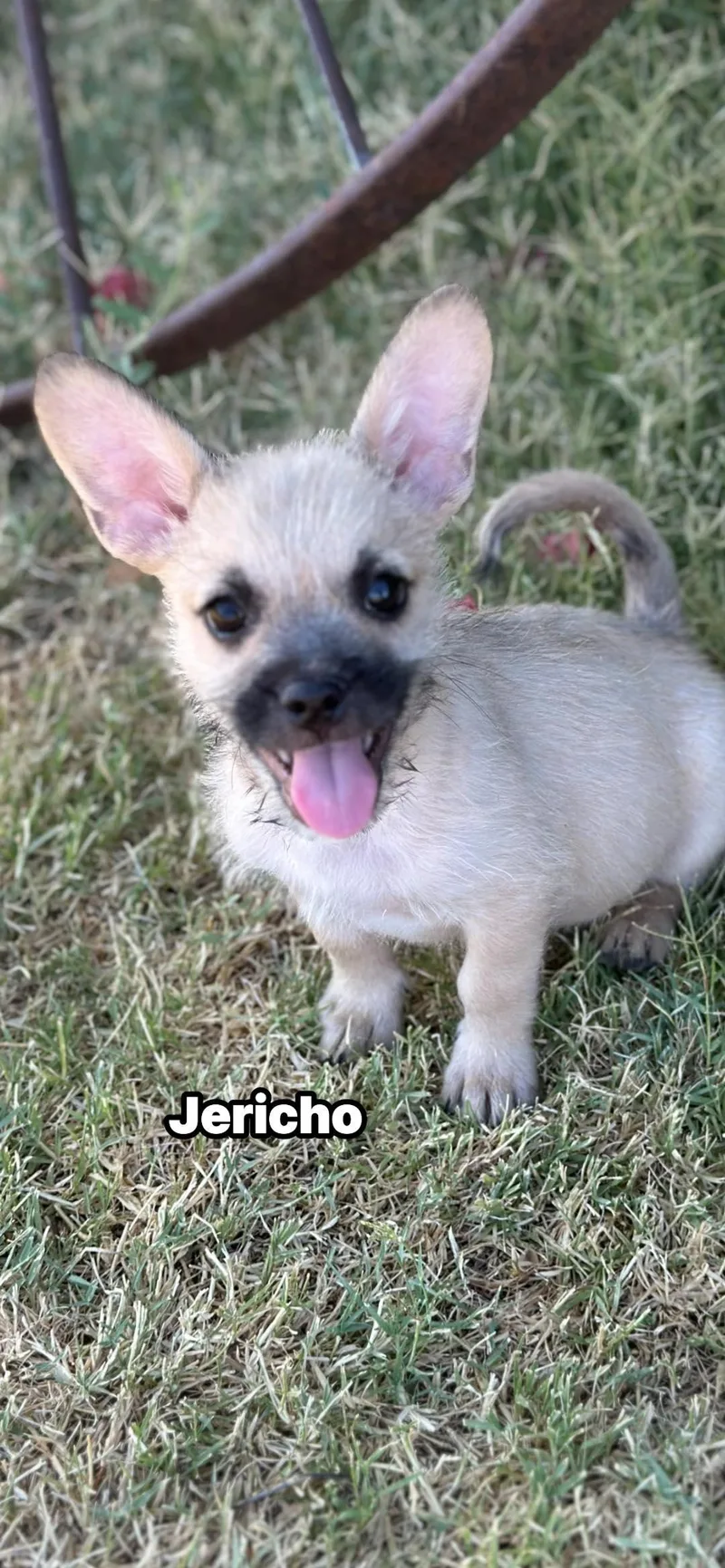A baby small-sized male Apricot / Beige French Bulldog dog named Jericho for adoption in Mesa, AZ