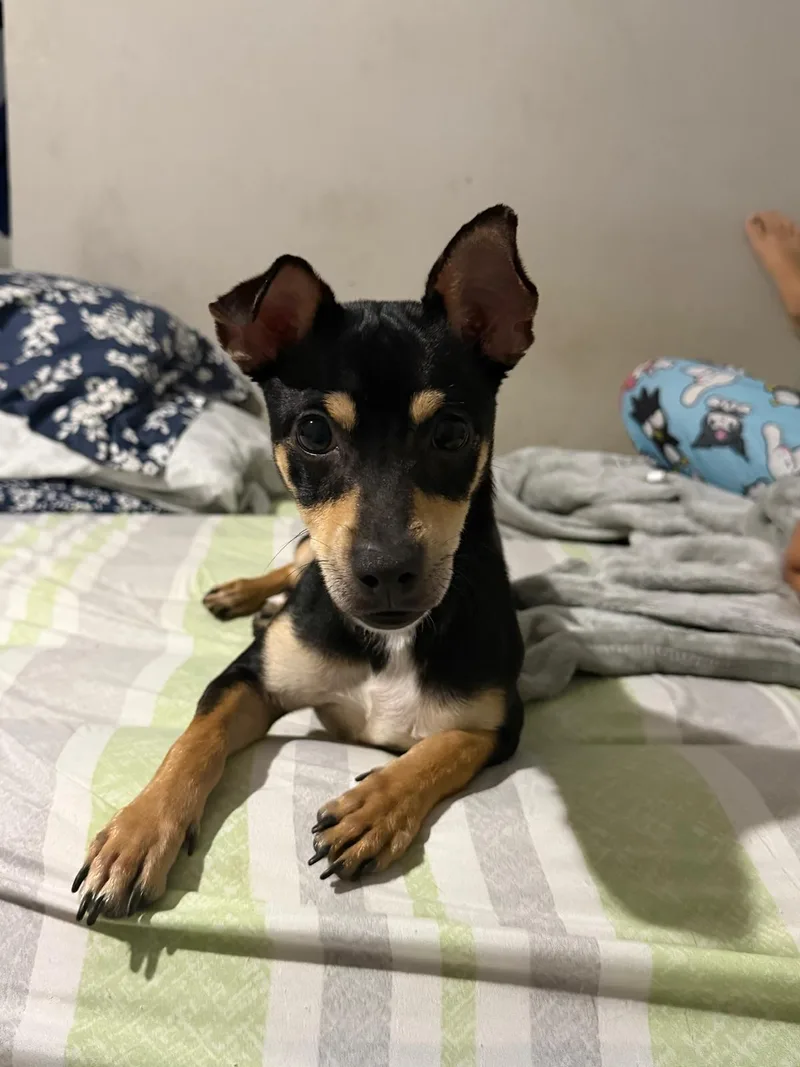 An adult small-sized male Miniature Pinscher dog named Floyd for adoption in Albion, NY