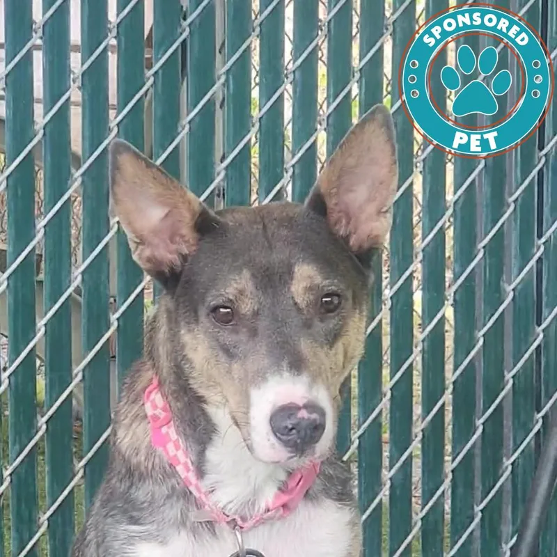 An adult medium-sized female Gray / Blue / Silver Shepherd dog named Rhea for adoption in Lakeland, FL