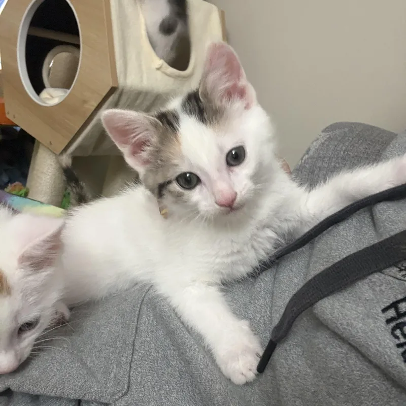 A baby medium-sized female Domestic Short Hair cat named Diamond for adoption in Blaine, MN
