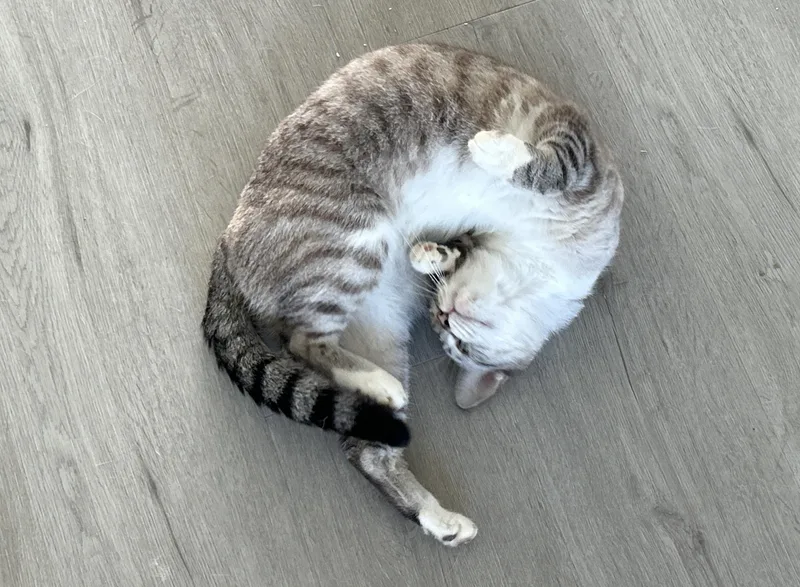 An adult medium-sized male Blue Cream Siamese cat named Austin for adoption in LAMPASAS, TX