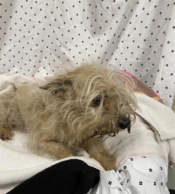 A senior small-sized male Maltese dog named Cletus for adoption in Modesto, CA