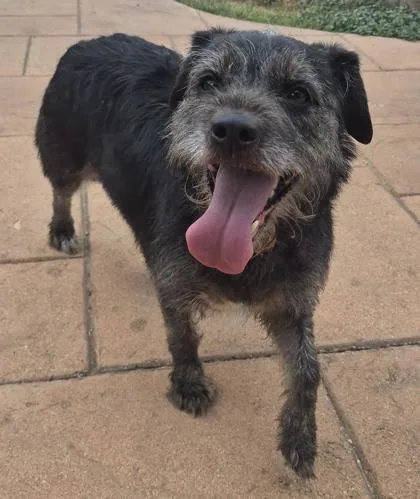 An adult medium-sized female Patterdale Terrier / Fell Terrier dog named LaLa for adoption in Shreveport, LA