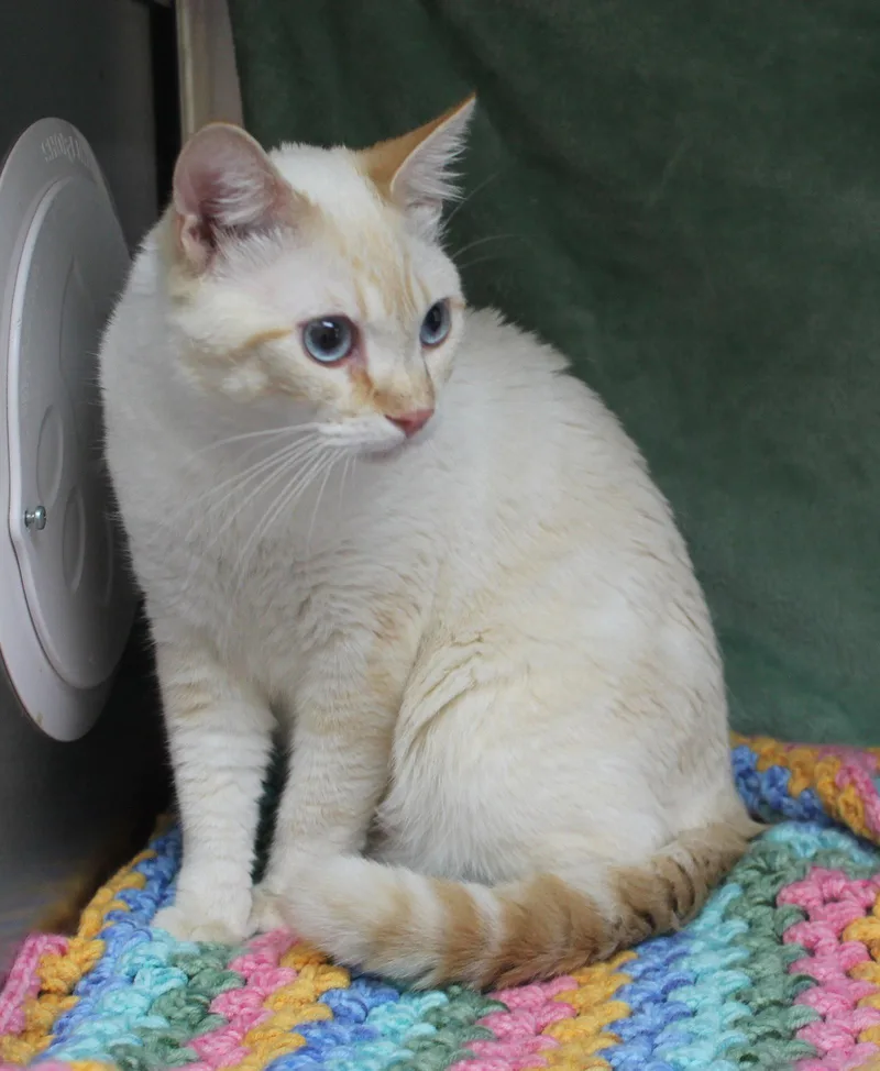 A young medium-sized male Orange & White Domestic Short Hair cat named Ozzy for adoption in Prattville, AL