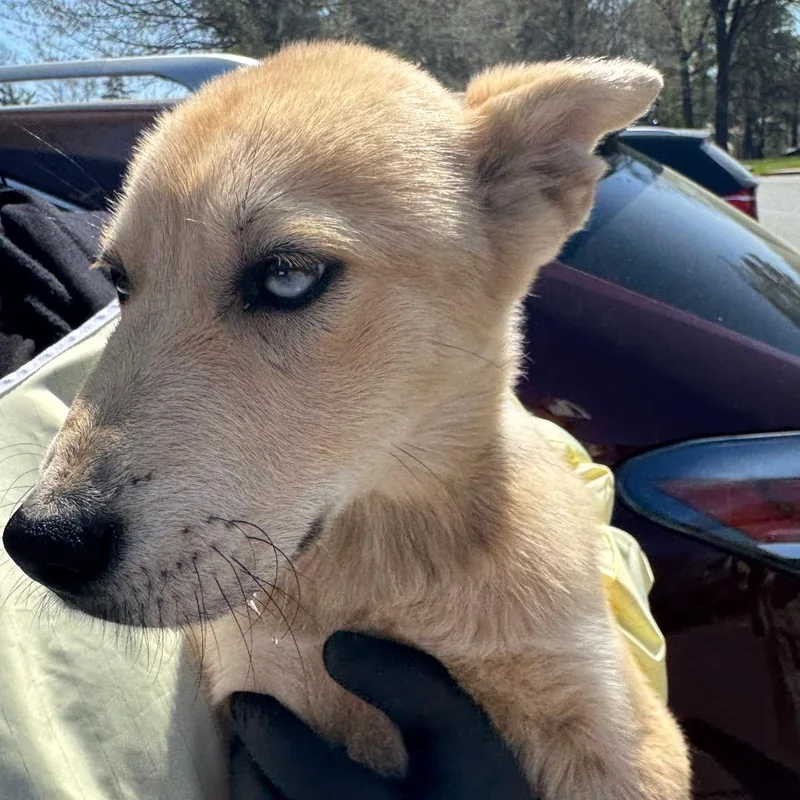 A young large-sized female Yellow / Tan / Blond / Fawn Mixed Breed dog named Bingo for adoption in Winston Salem, NC