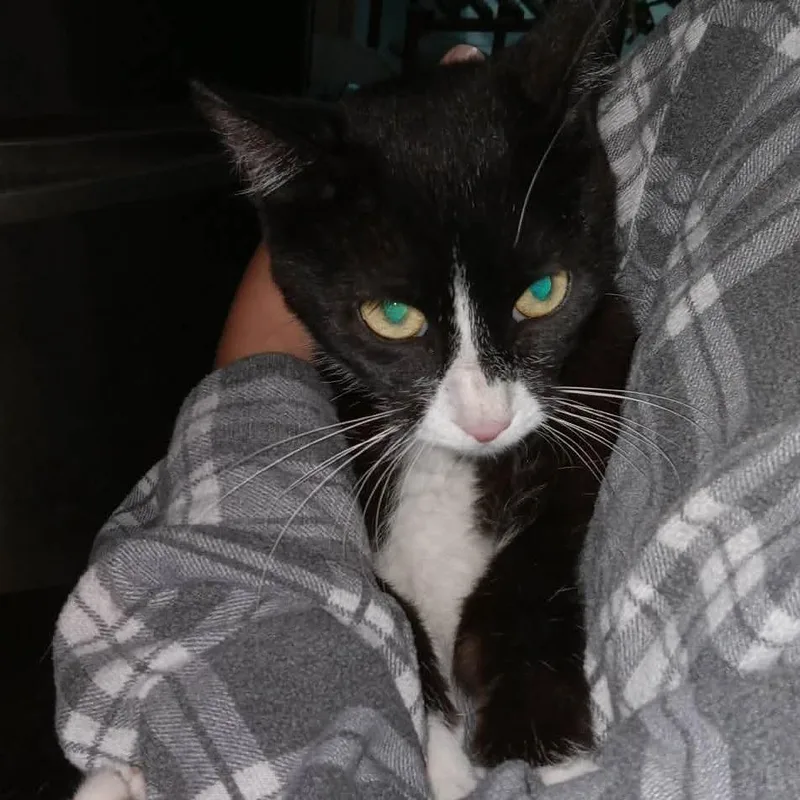 Mittens C