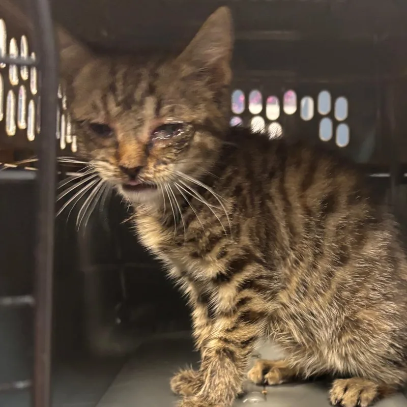 A baby small-sized female Brown / Chocolate Domestic Short Hair cat named Cardboard for adoption in Newark, NJ