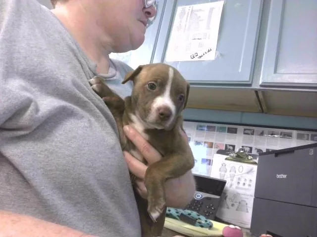 A baby small-sized female Pit Bull Terrier dog named Louise for adoption in Tallahassee, FL